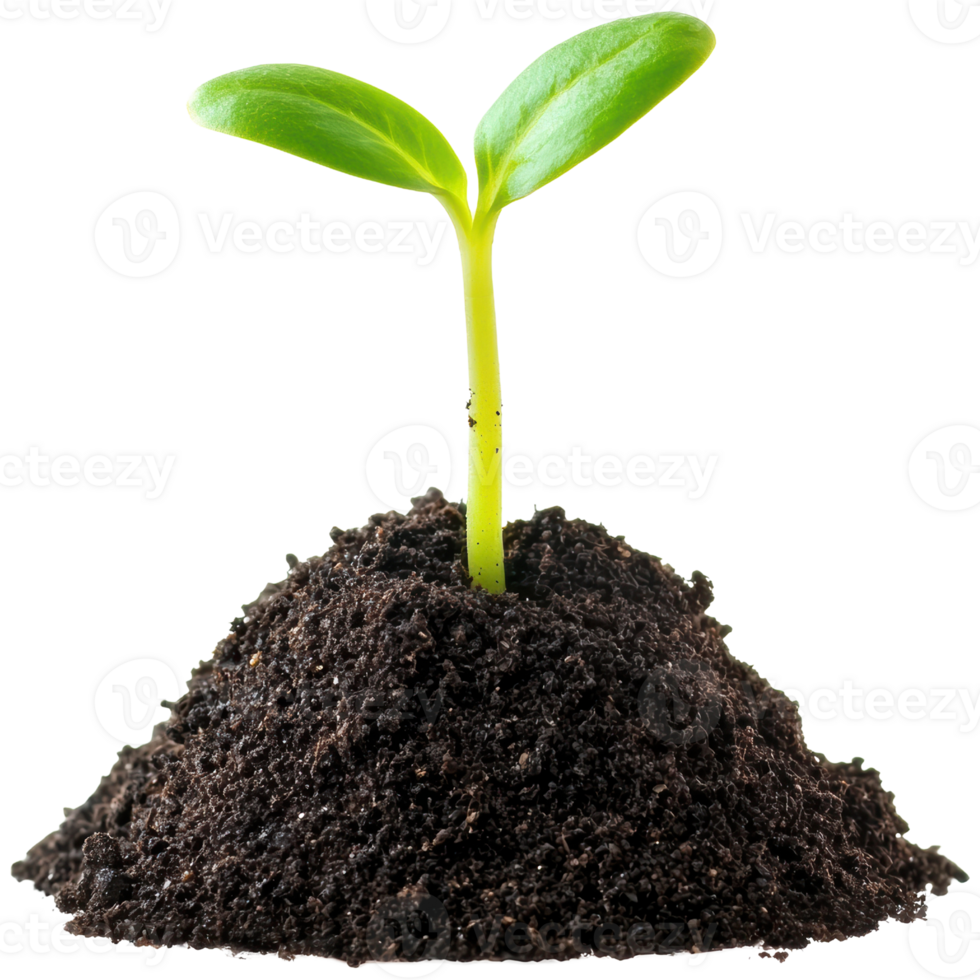 A Fresh Green Seedling Emerging from Dark Soil Signifying New Beginnings and Growth in Nature png