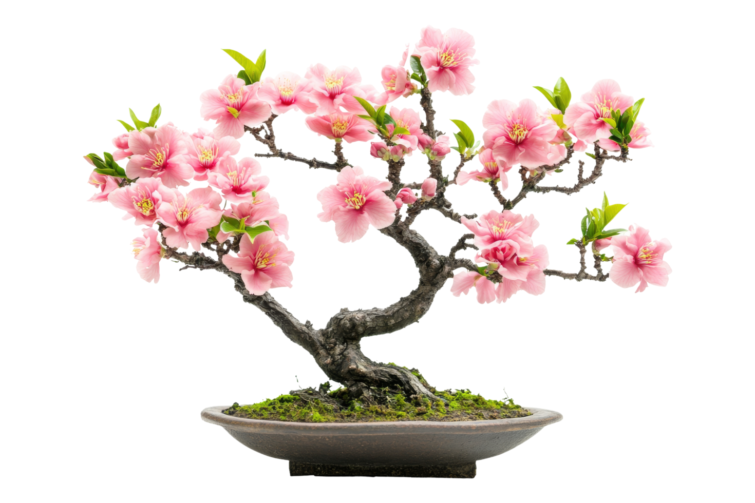 Peach blossom tree for traditional chinese new year png