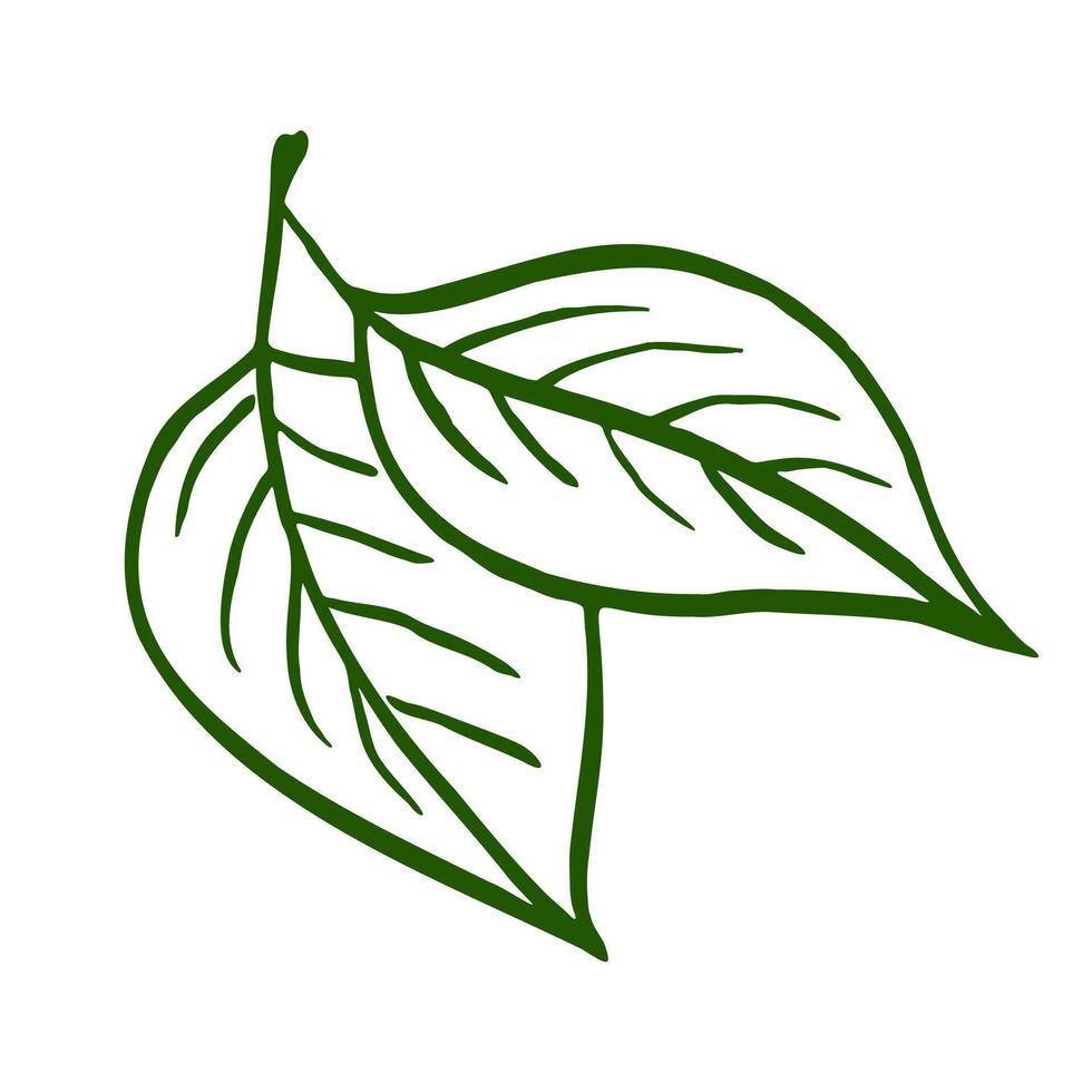 Green Leaves on Twig, Contour Drawing in Sketch Style vector