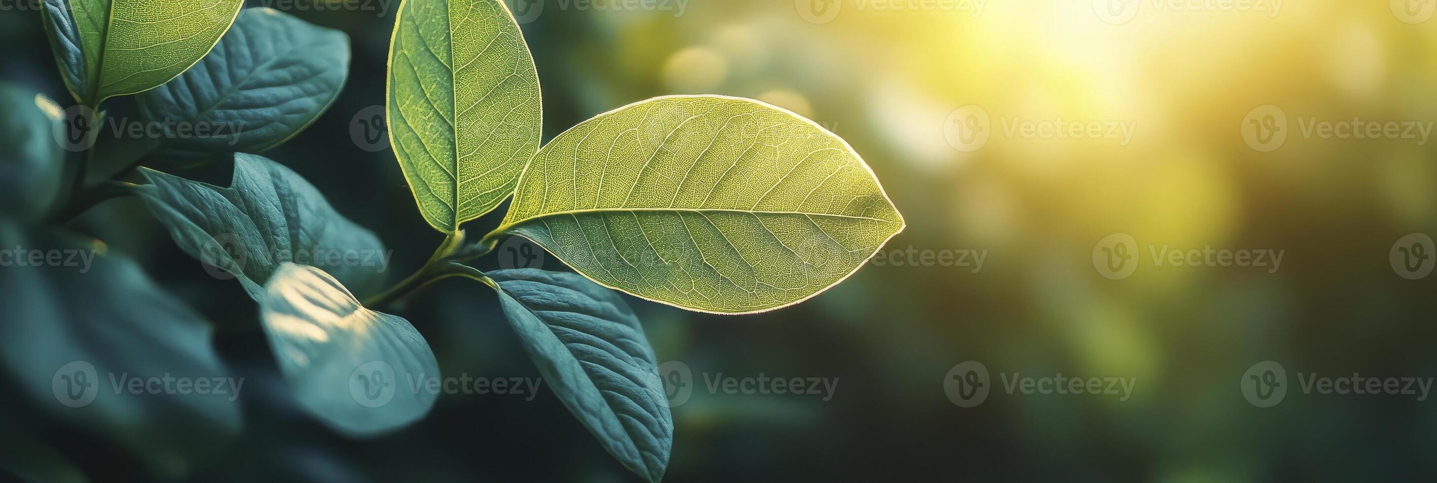 Abstract green leaf texture background with copy space, natural plants, and sunlight. Background for design cover or wallpaper. photo