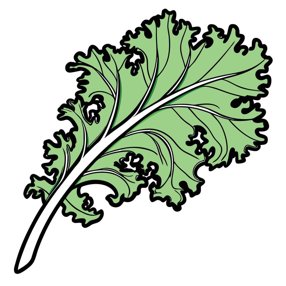 A vibrant, stylized illustration of a kale leaf. vector