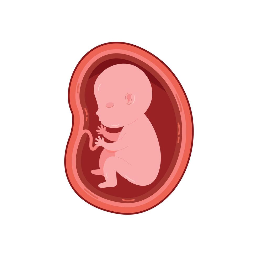Baby inside woman womb. graphics vector