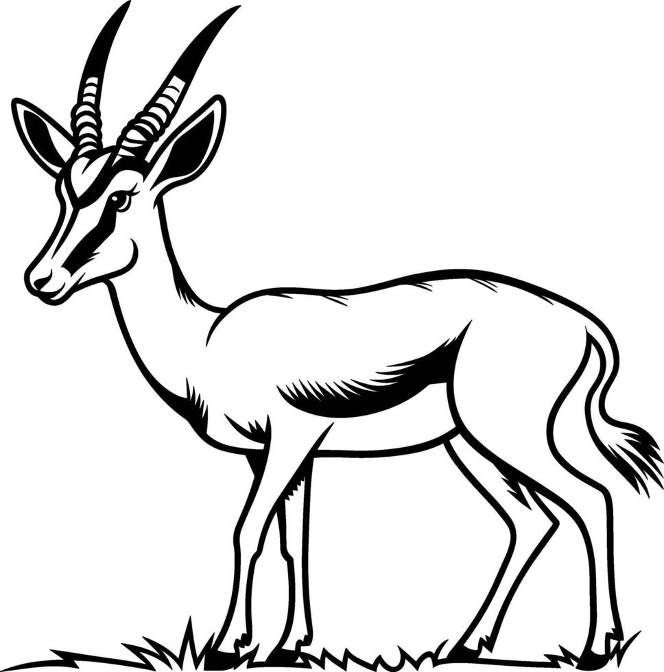 Springbok Standing in the Savanna vector