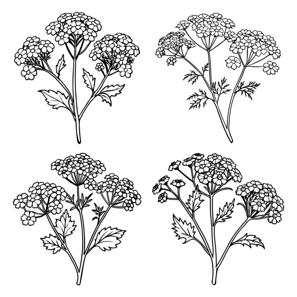 Yarrow flower outline coloring book page line art drawing illustration for children and adults vector