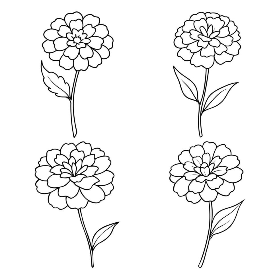 Marigold flower outline coloring book page line art drawing illustration for children and adults vector
