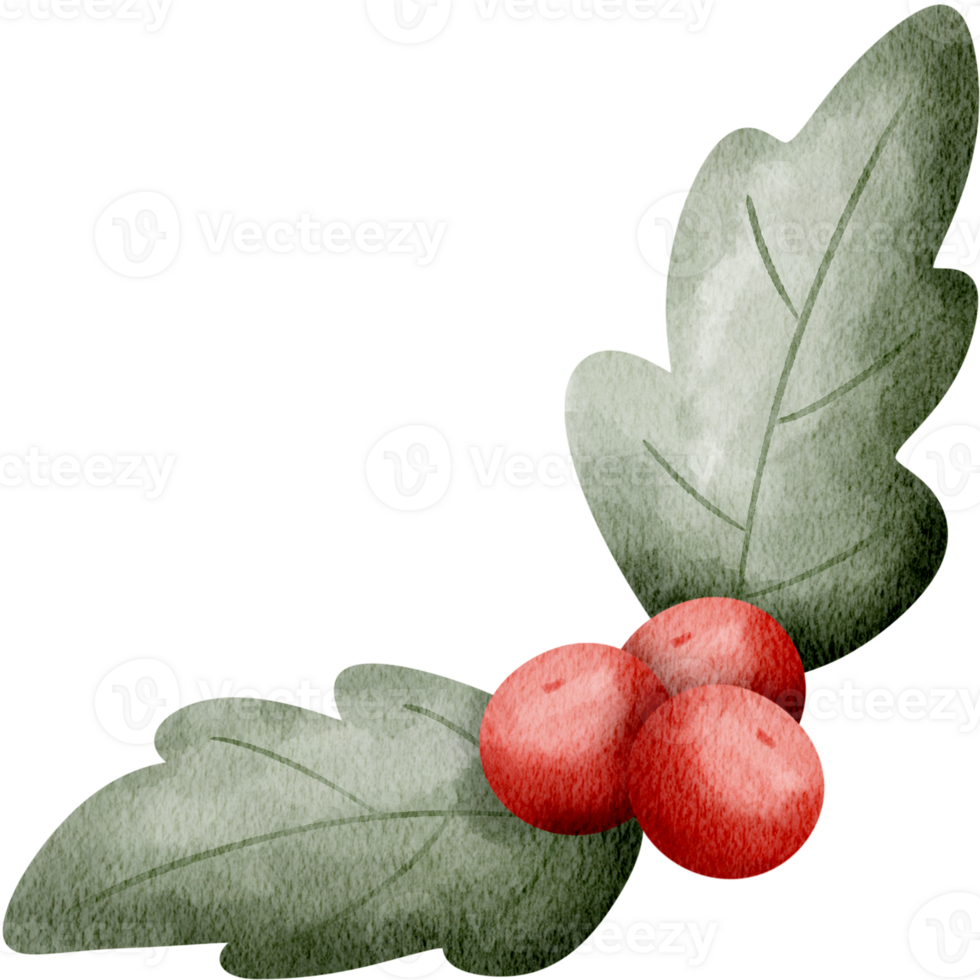 watercolor chrismas holly png