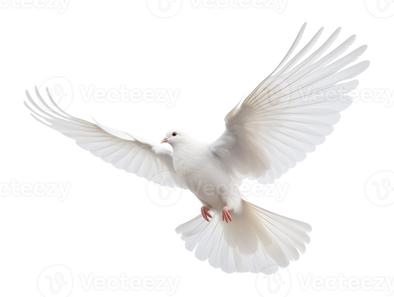 Dove Flying Isolated on Transparent Background png