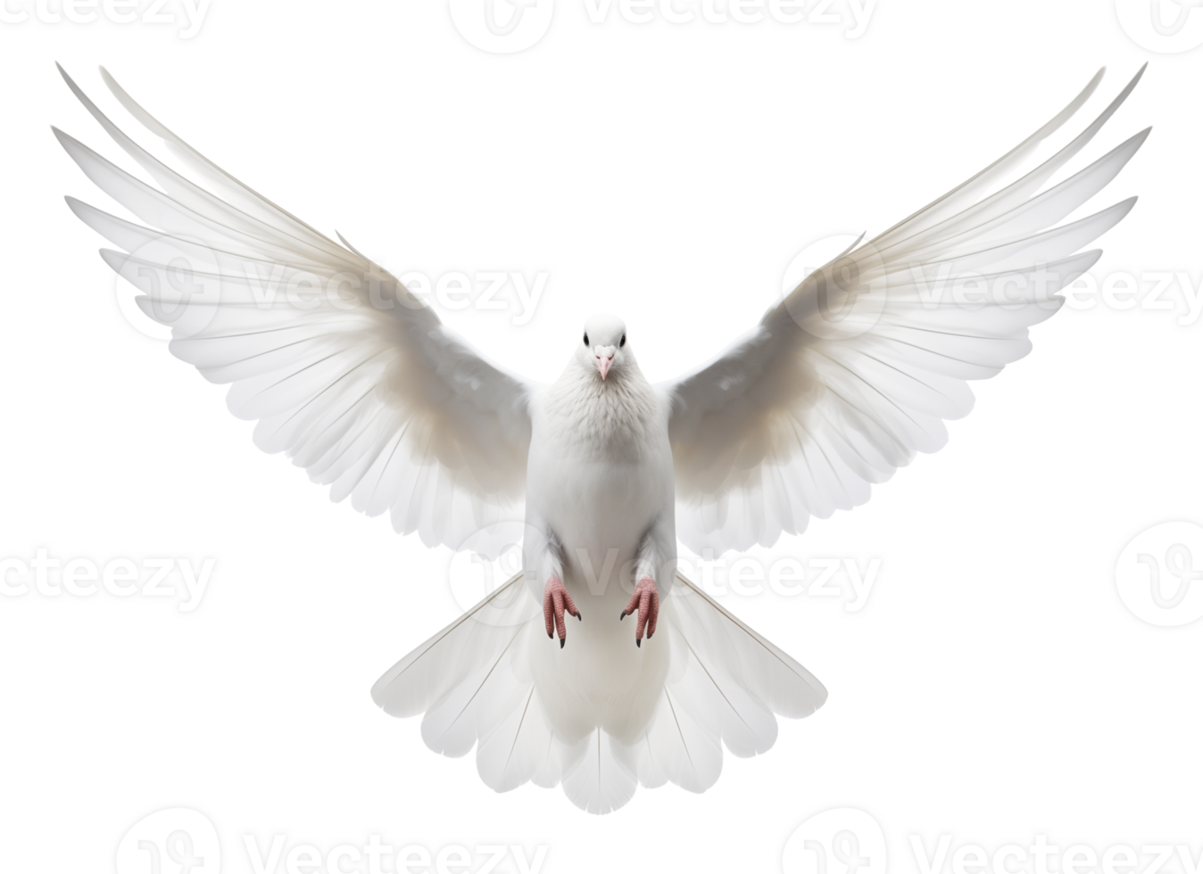 Dove Flying Front View Isolated on Transparent Background png