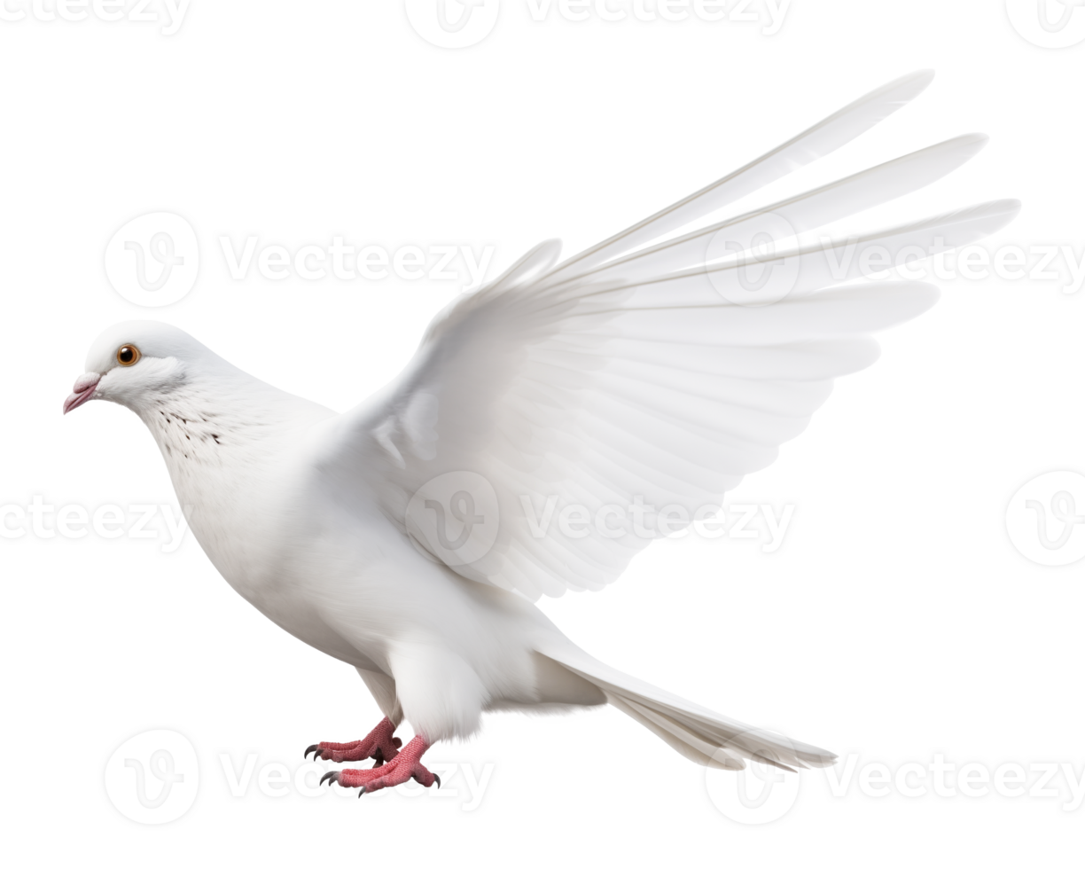 White Dove Isolated on Transparent Background png