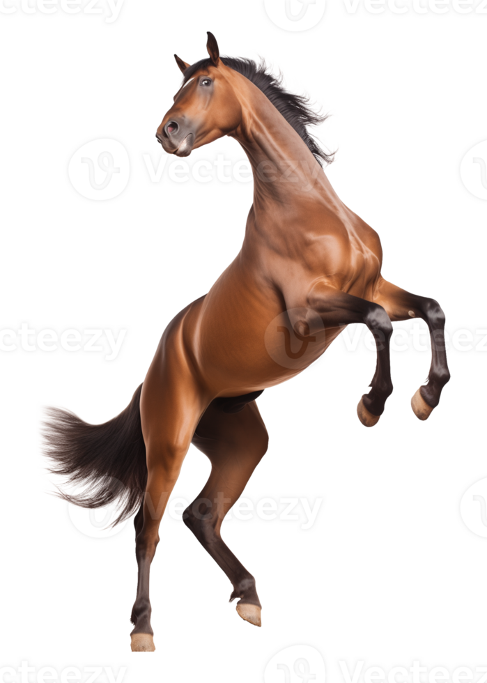 Brown Horse Rearing Isolated on Transparent Background png