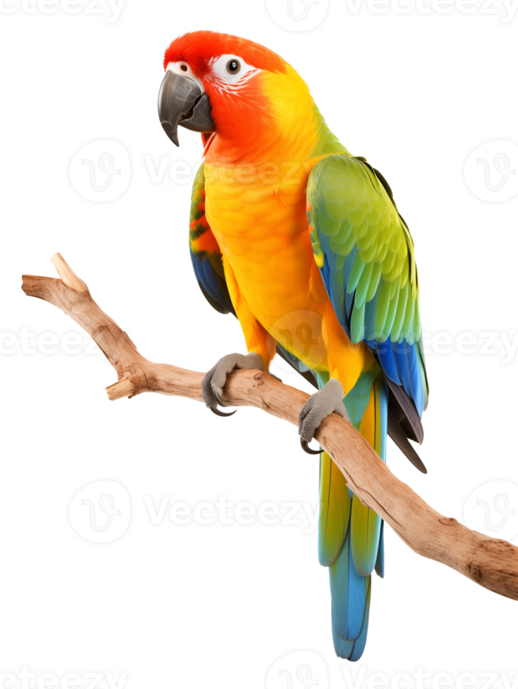 Parrot on Branch Isolated on Transparent Background png