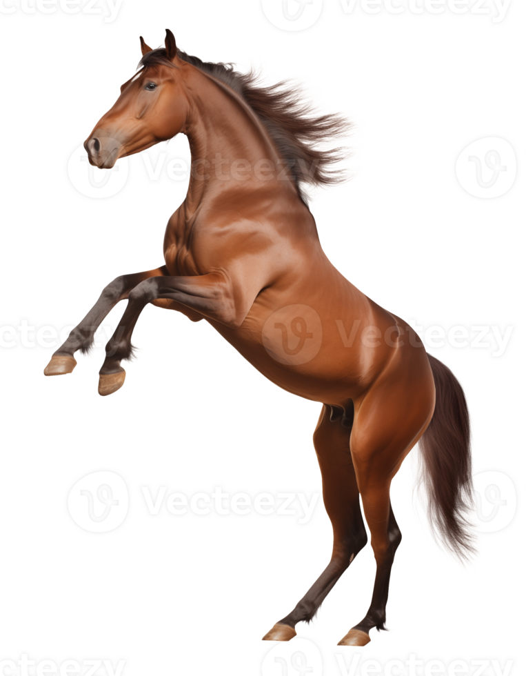Horse Rearing Isolated on Transparent Background png