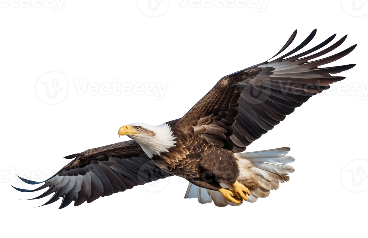 American Bald Eagle Flying Isolated on Transparent Background png