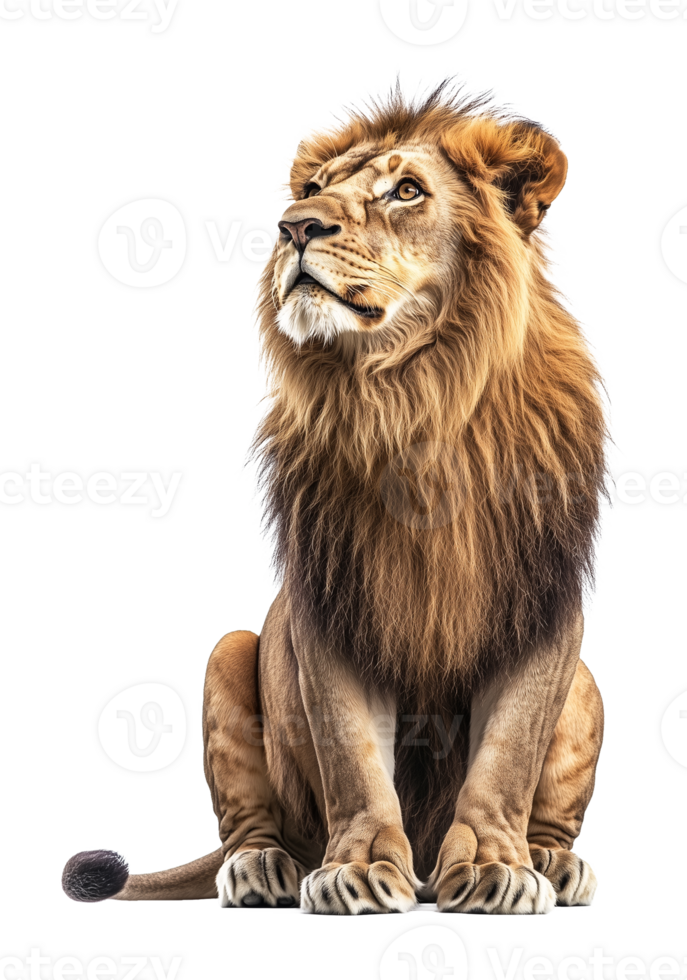 Lion Sitting Looking Up Isolated on Transparent Background png