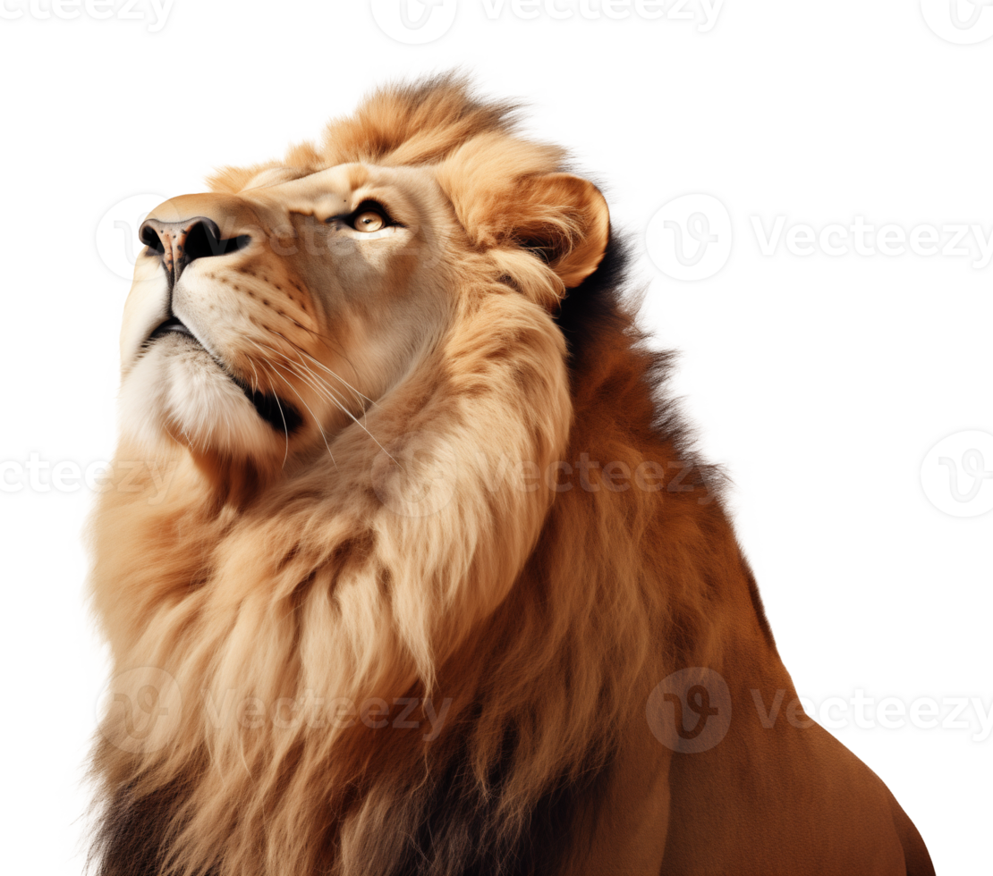 Lion Looking Up Face Shot Isolated on Transparent Background png