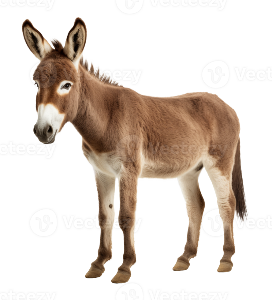 Donkey Isolated on Transparent Background png