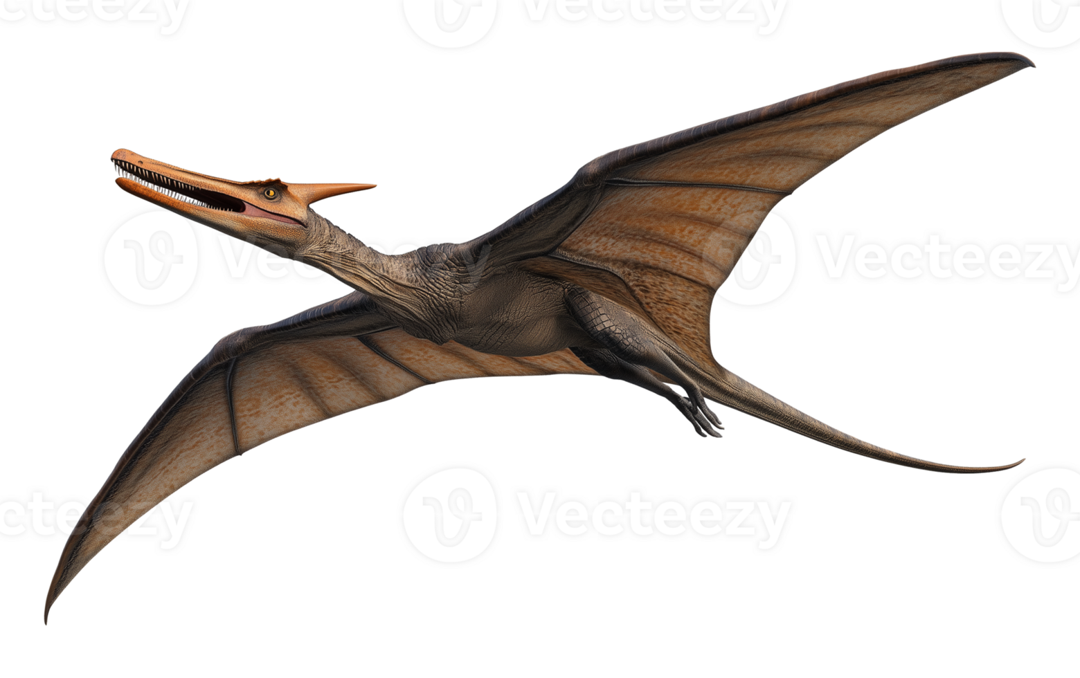 Pterodactyl Isolated on Transparent Background png