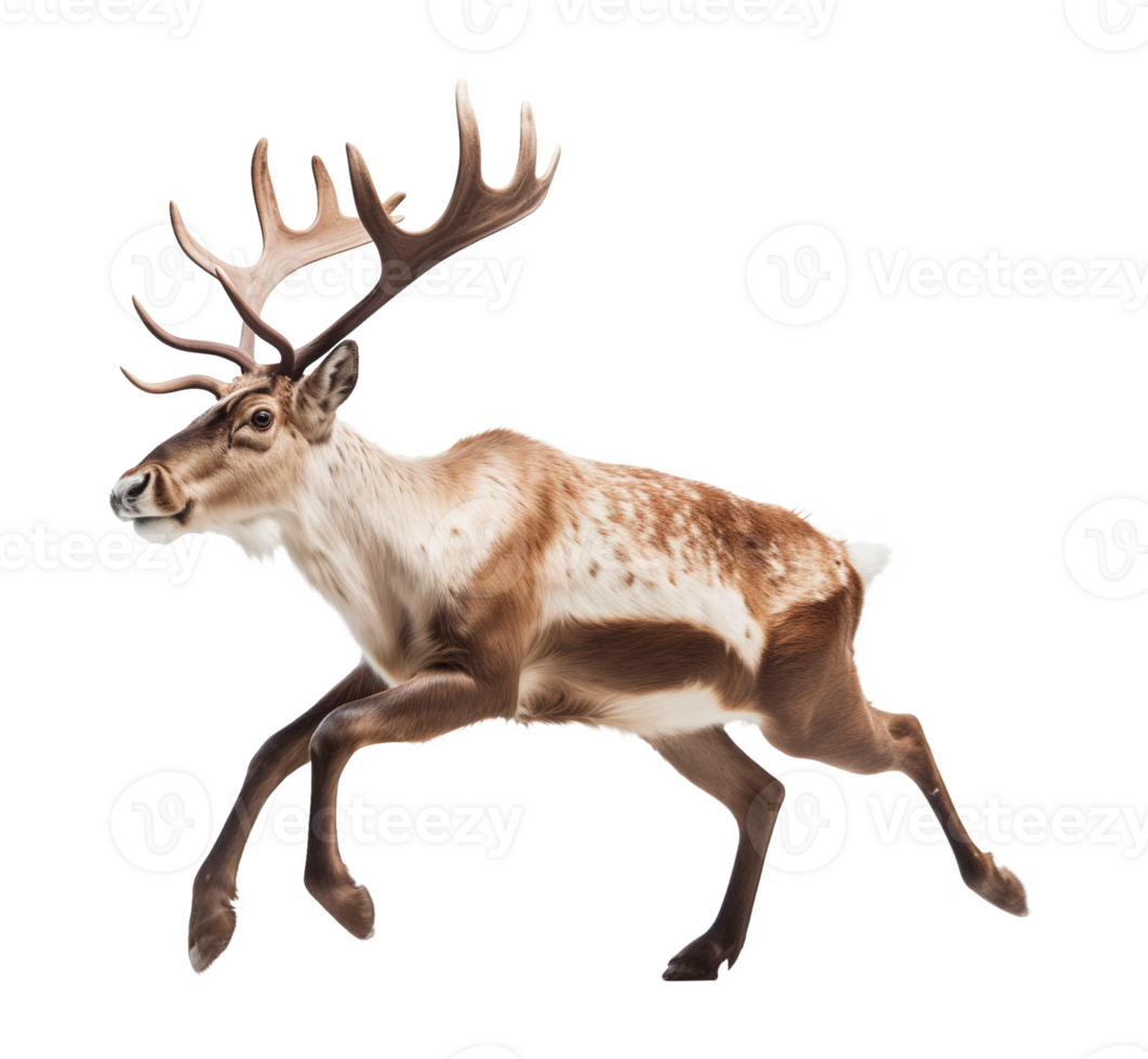 Reindeer Running Isolated on Transparent Background png