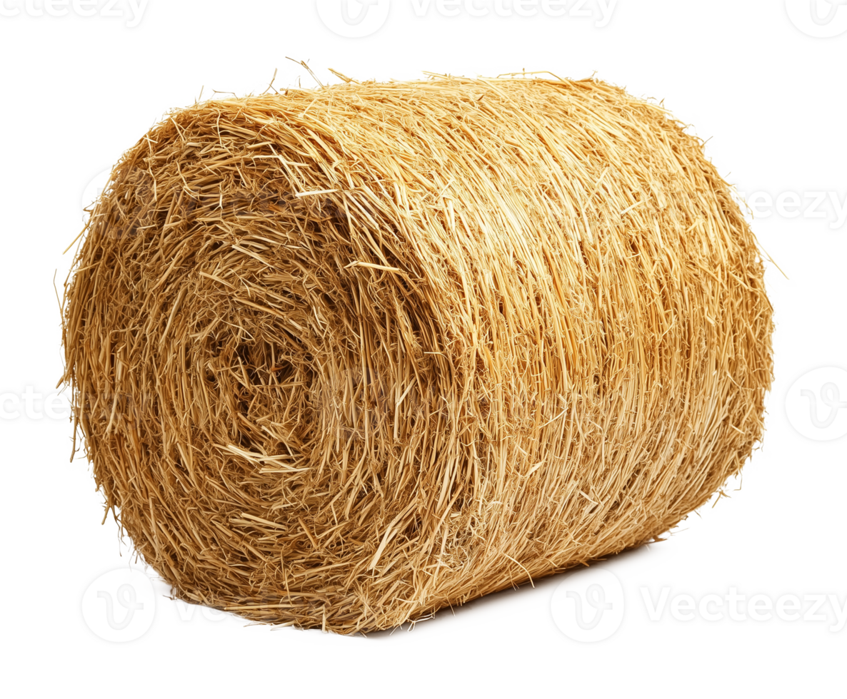 Cylinder Hay Isolated on Transparent Background png