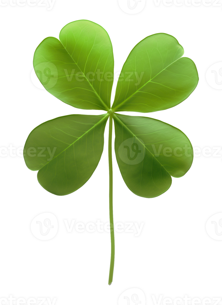 Four Leaf Clover Isolated on Transparent Background png