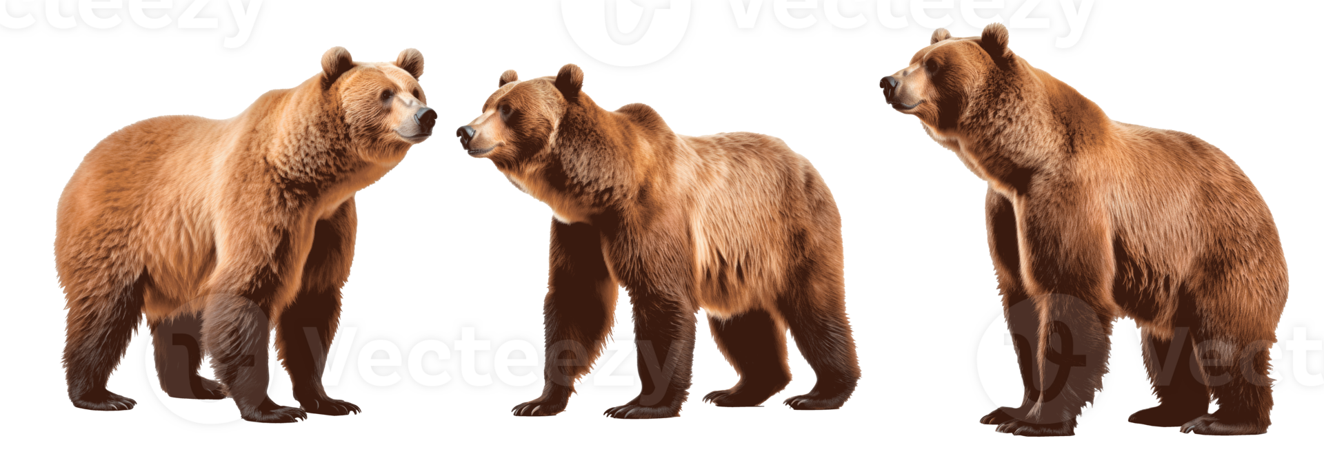Three brown bears standing together on a transparent background png