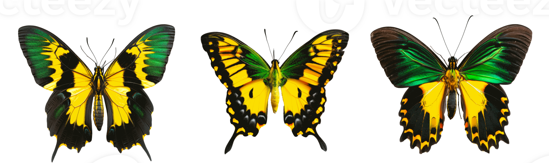 Three vibrant butterflies showcasing yellow and green colors on transparent background png