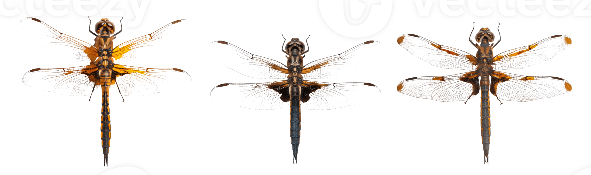 Three colorful dragonflies with transparent wings on a clear background png