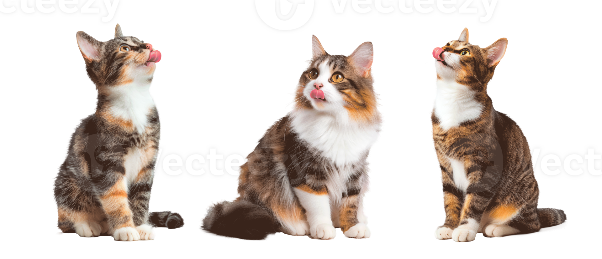 Three cute cats looking upwards on a transparent background png