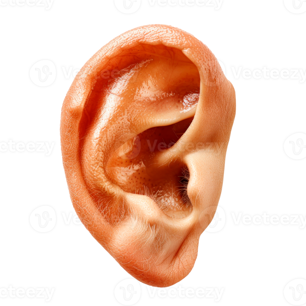 Realistic isolated human ear on transparent background for anatomy or medical use. png