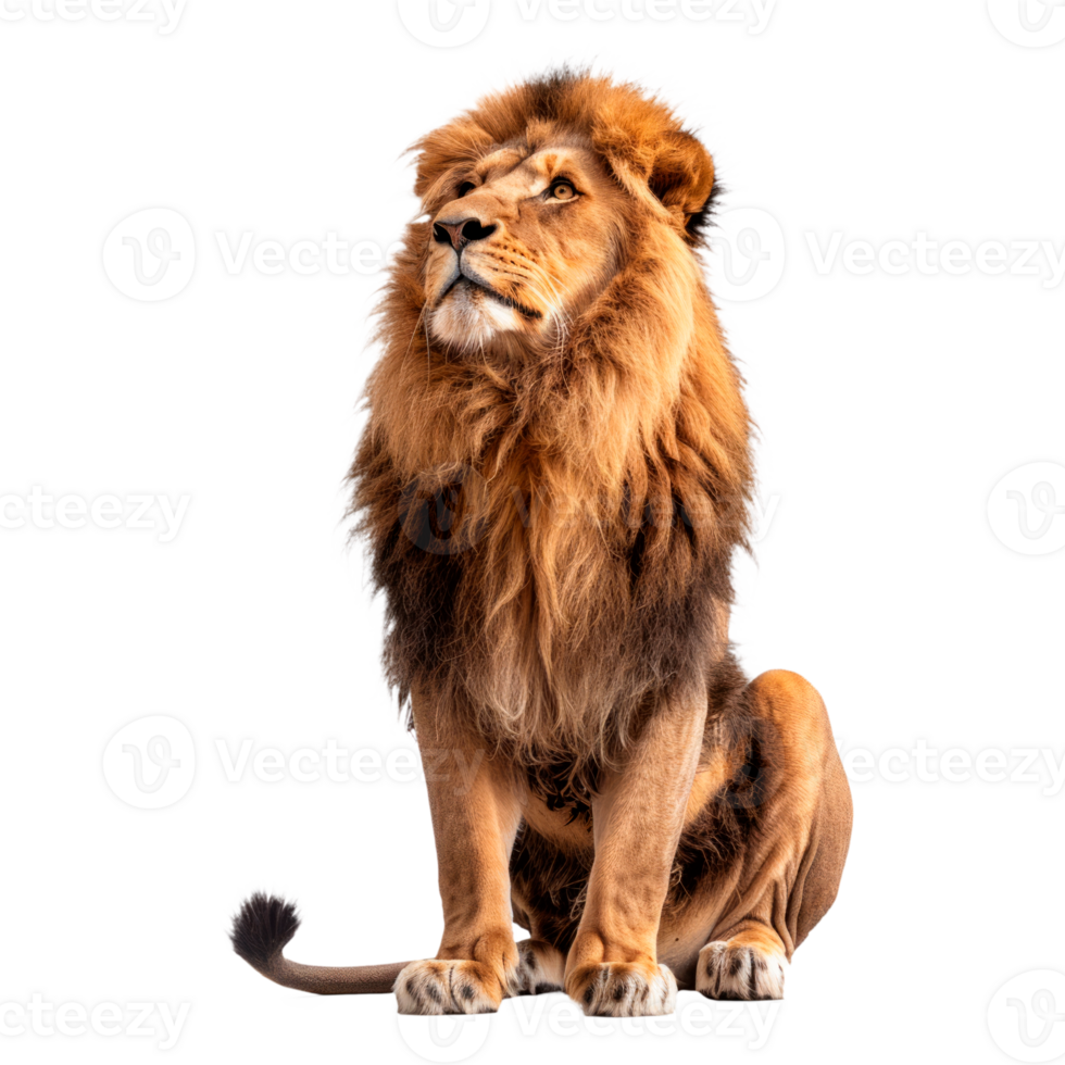 Majestic lion sitting gracefully with a proud expression on its face png