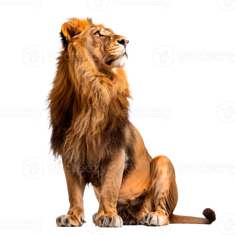 A majestic lion sitting proudly with a regal pose on a transparent background. png