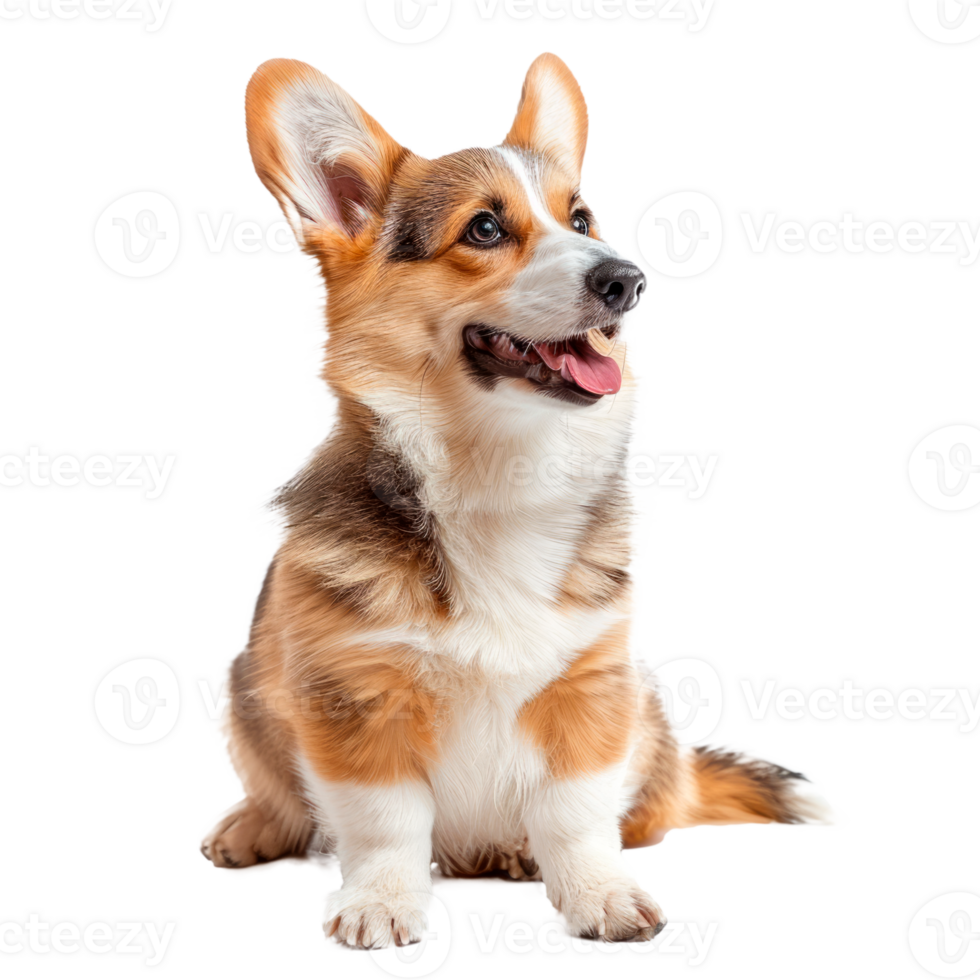 A happy and playful corgi sitting on a transparent background png