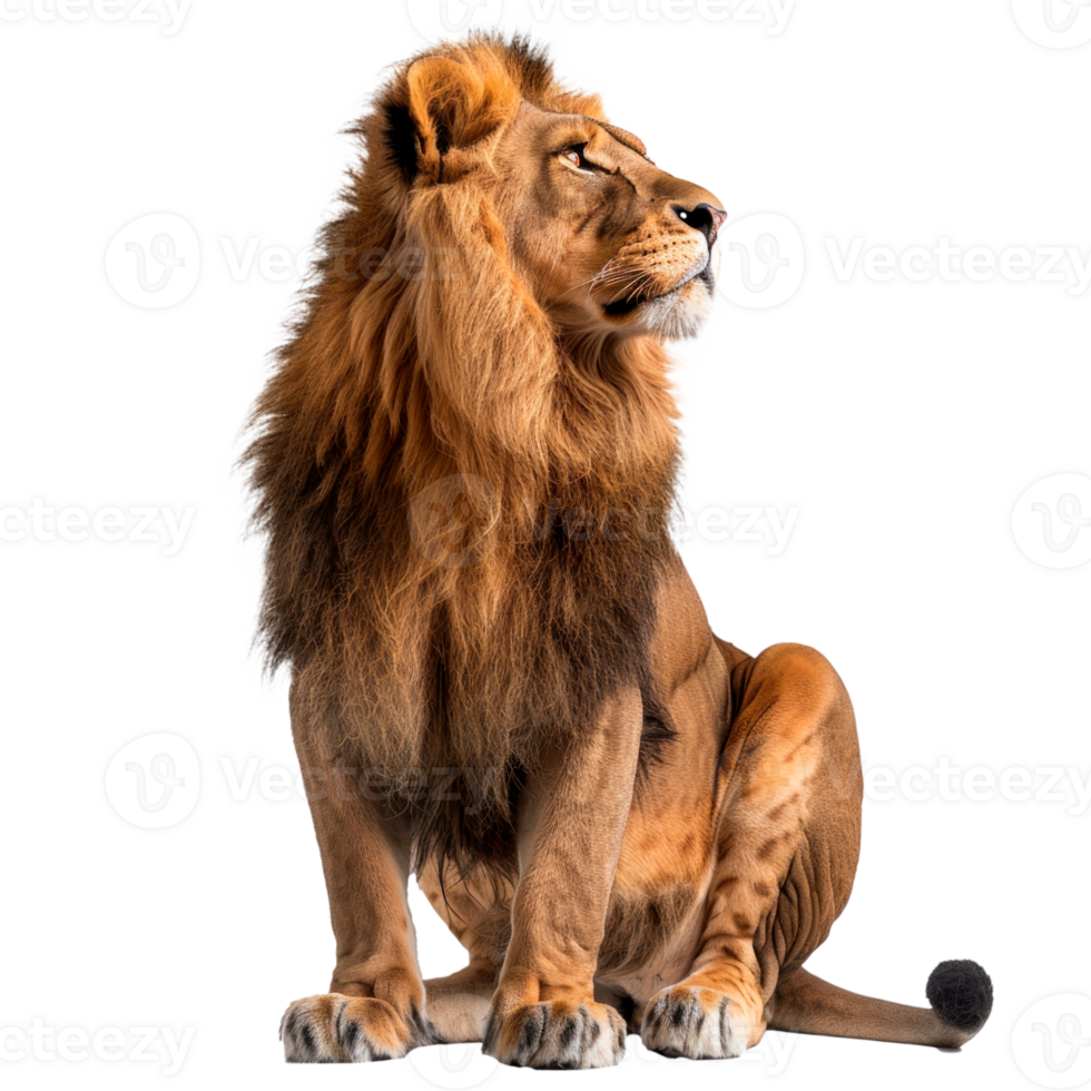 Majestic lion with a golden mane sitting gracefully in profile. png
