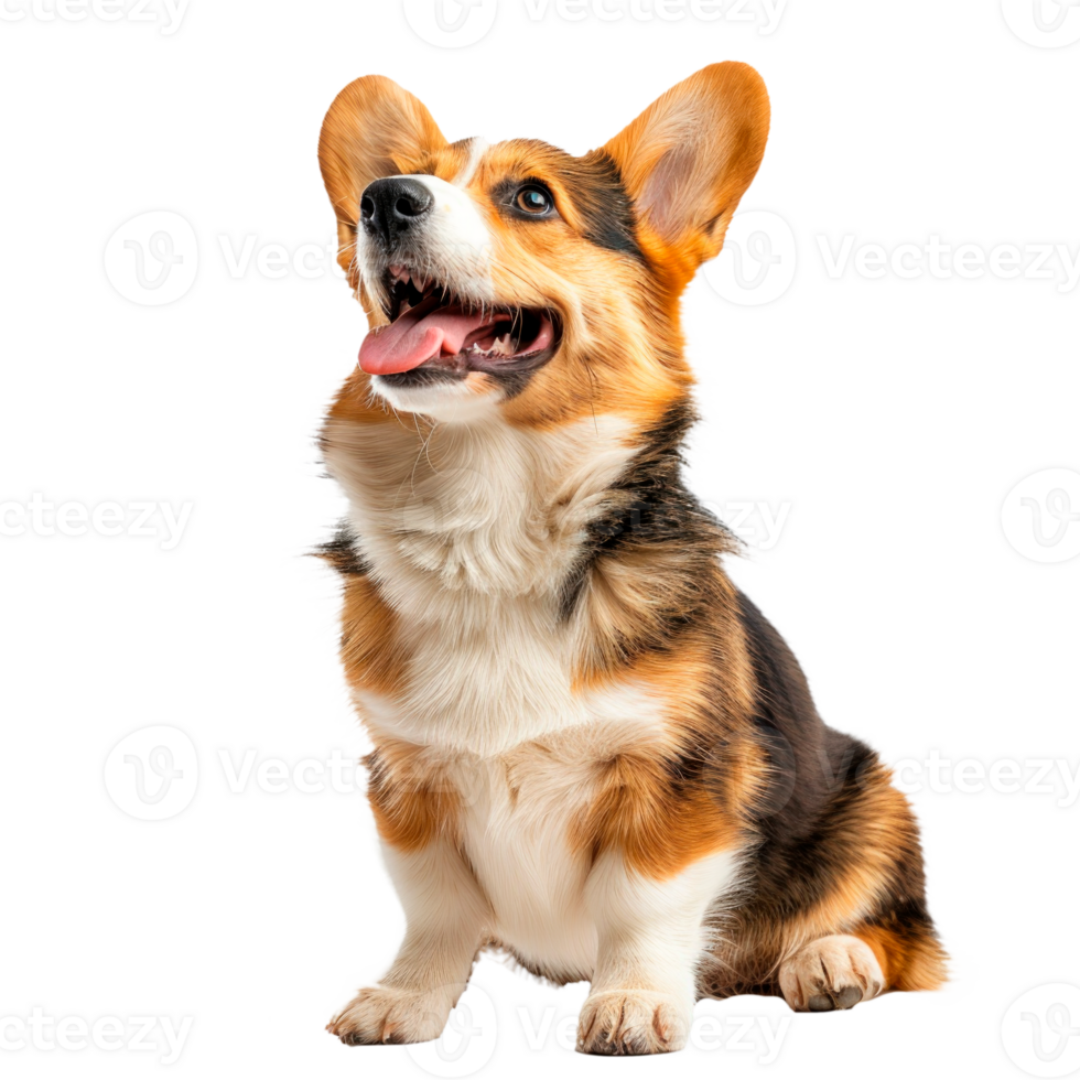 Happy corgi dog sitting and smiling with bright expression png