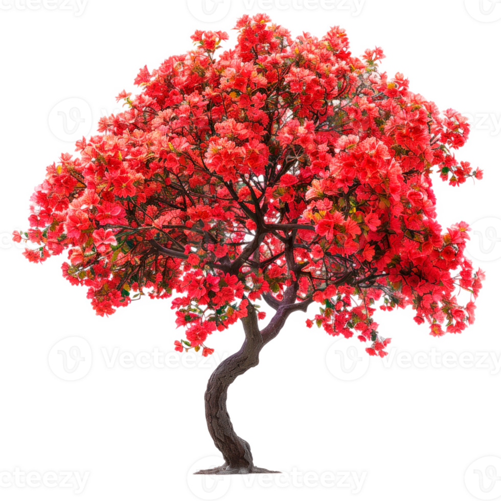 Colorful bougainvillea tree with vibrant pink flowers on a transparent background png