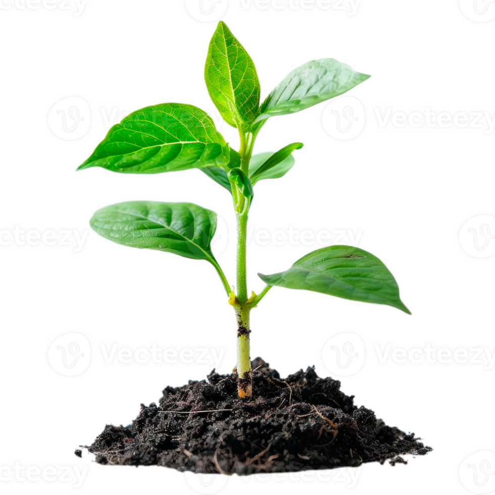 A young green plant with fresh leaves growing from rich soil png