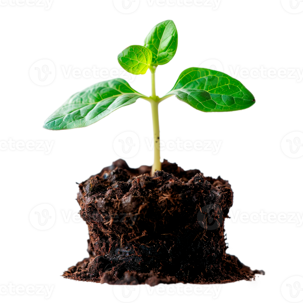 A young seedling growing from dark soil representing new life and growth png