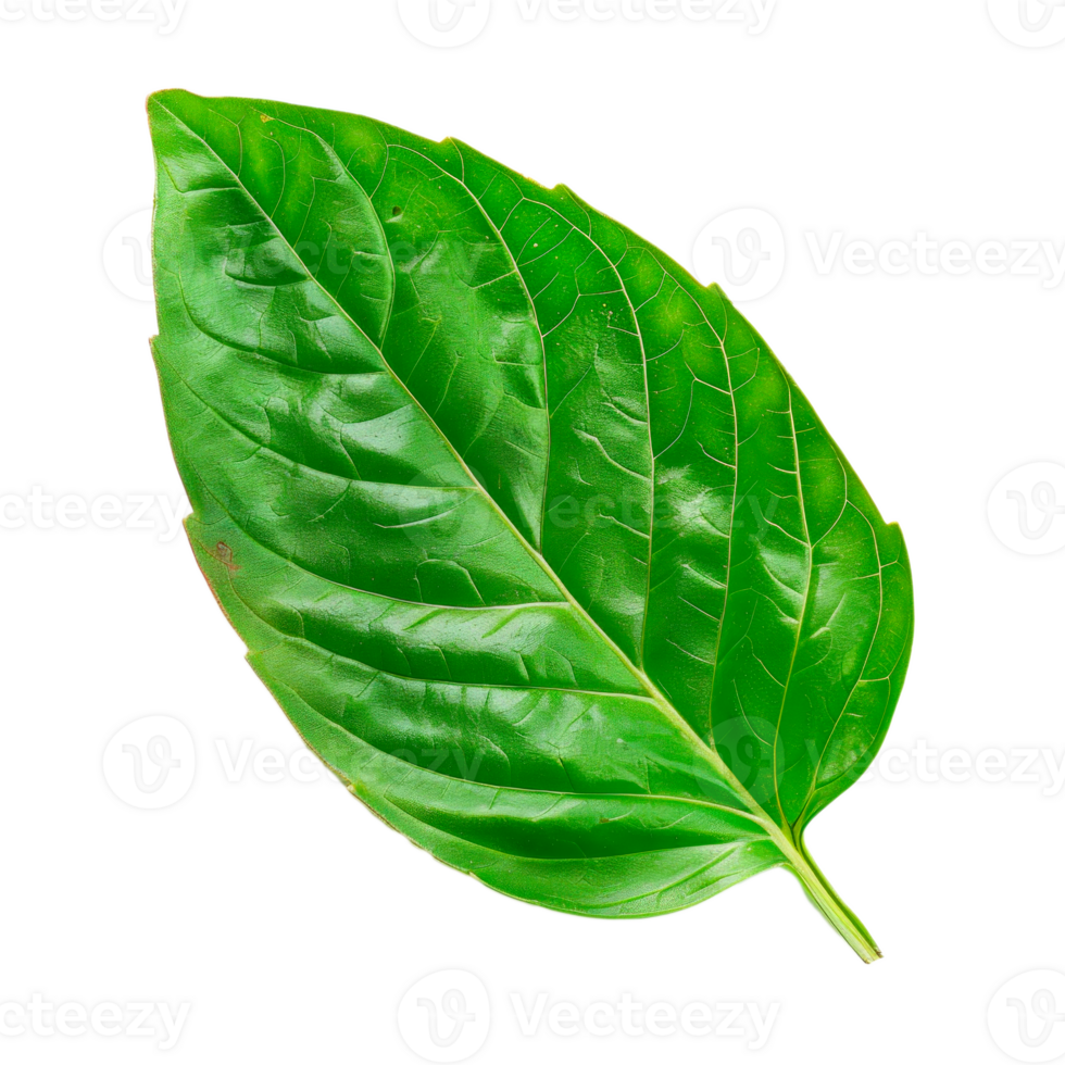 Fresh green leaf isolated on a transparent background for botanical use png