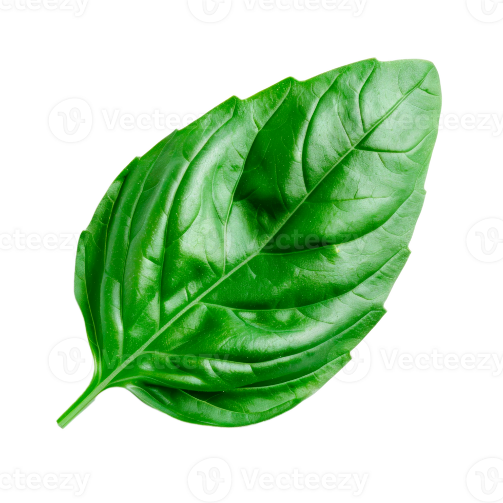 Fresh green basil leaf isolated on a transparent background png