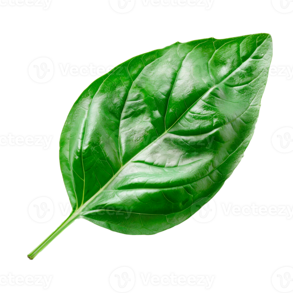 Single green leaf isolated on a transparent background for botanical use png