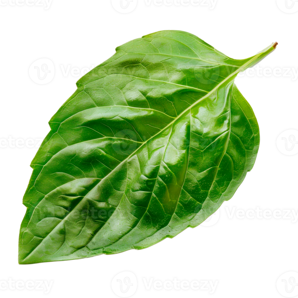 Fresh green basil leaf isolated on transparent background for culinary use png