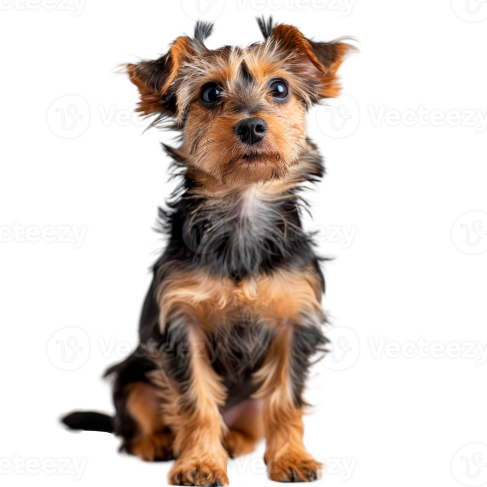 Cute Yorkshire Terrier dog with fluffy fur on a white background png
