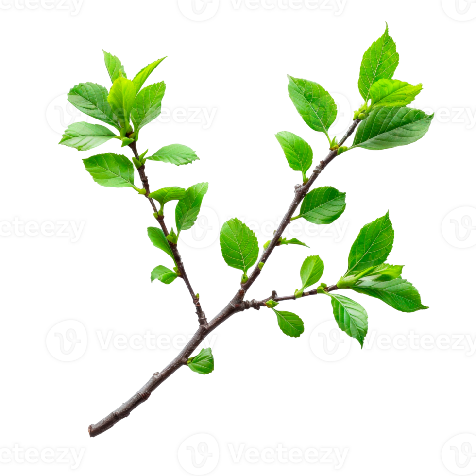A fresh green branch with vibrant leaves on a transparent background png