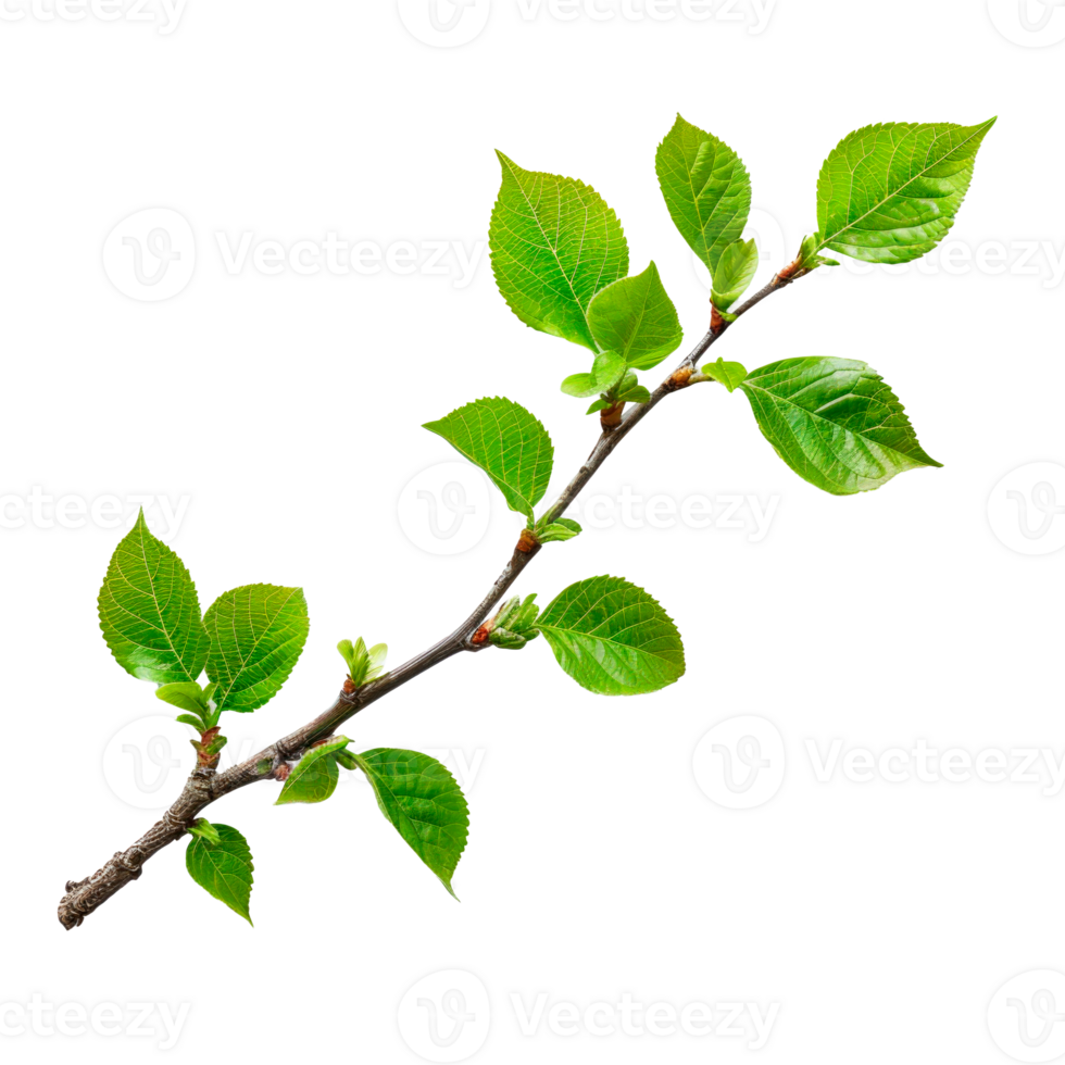 Fresh green branch with leaves isolated on a transparent background png