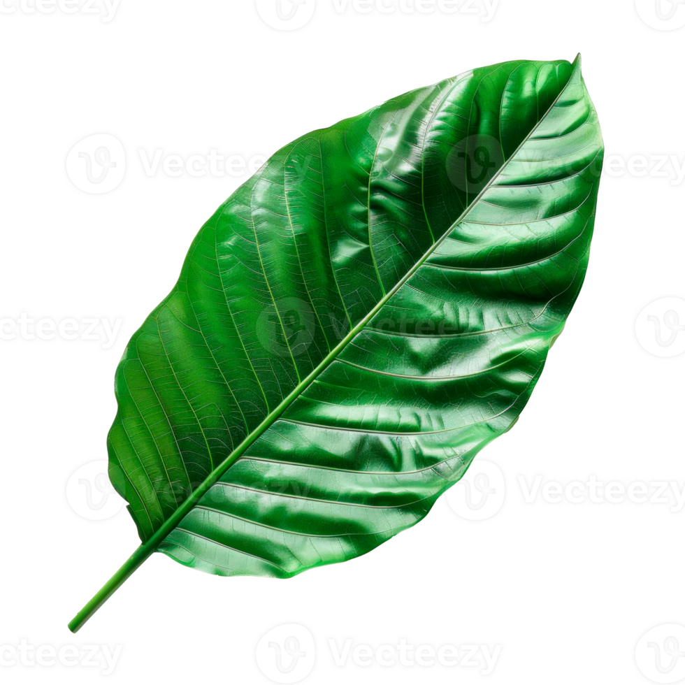 Isolated green leaf showcasing rich texture and vibrant natural colors png