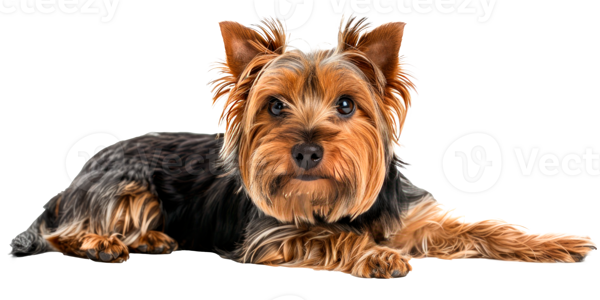 Cute Yorkshire Terrier dog laying down on a transparent background png