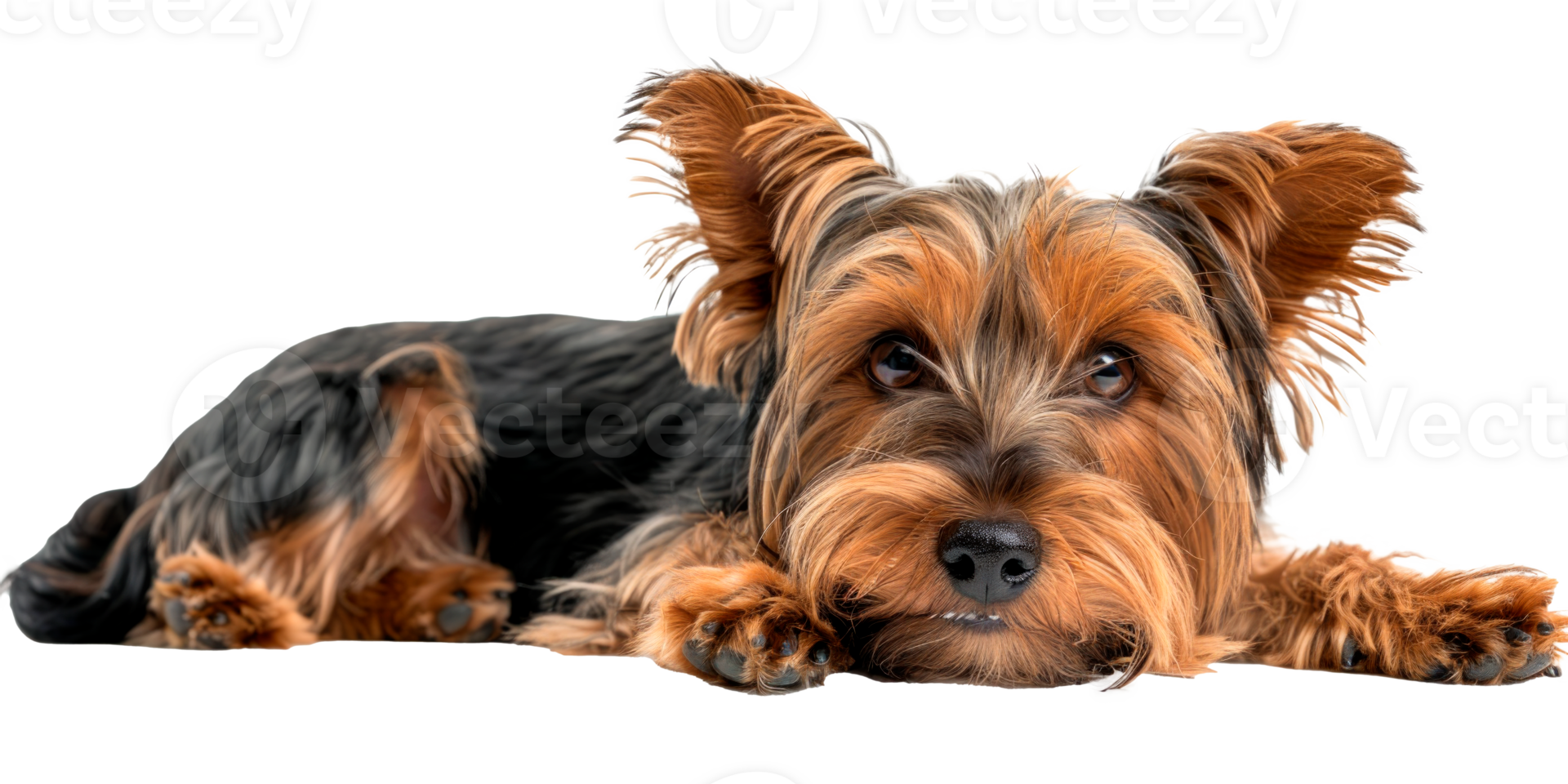 A cute Yorkshire Terrier dog lying down on a transparent background. png