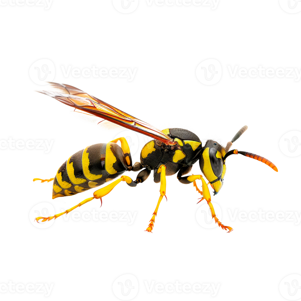 Realistic illustration of a flying wasp with yellow and black stripes png
