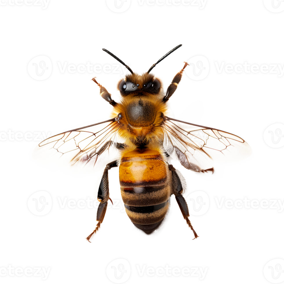 Realistic image of a honeybee isolated on a transparent background png