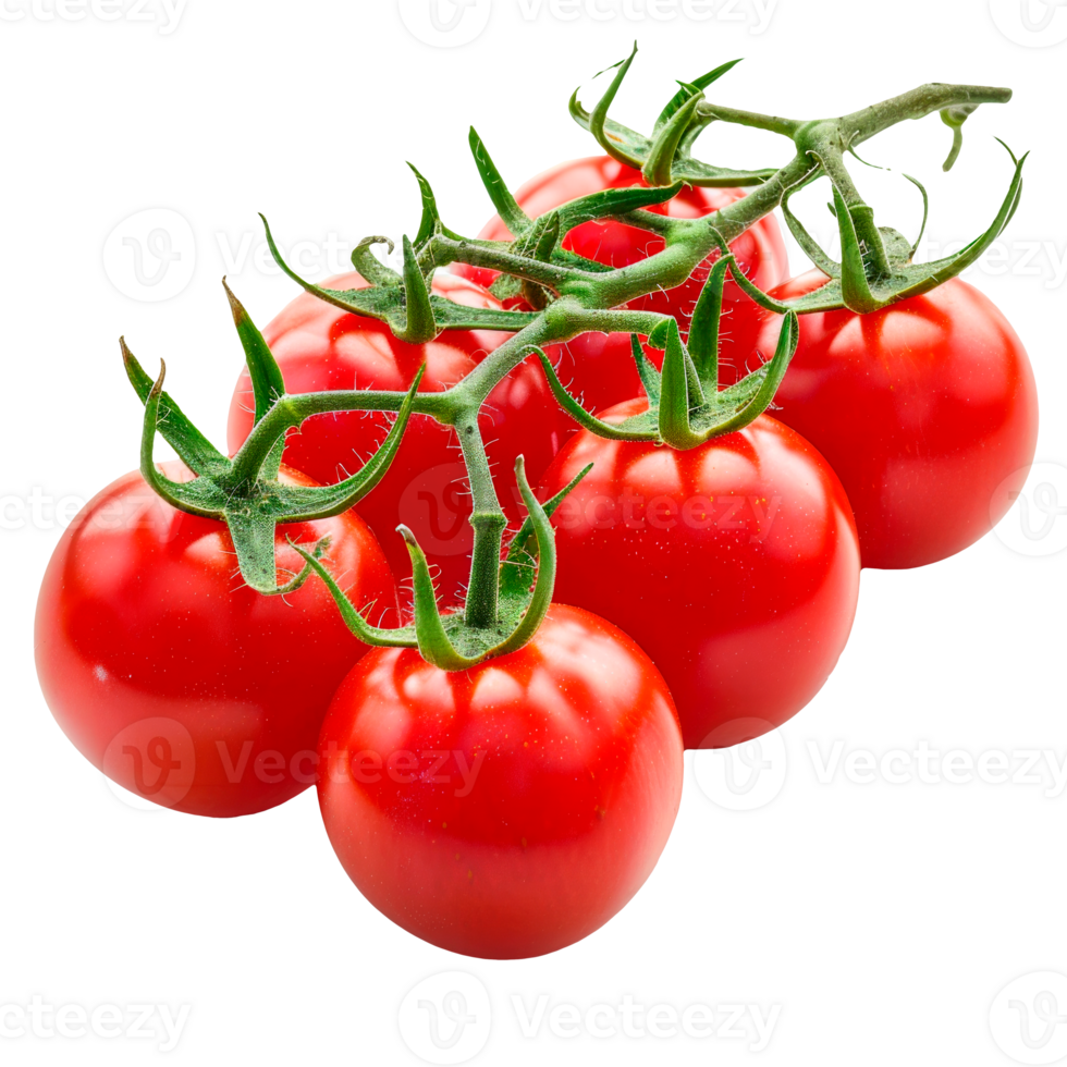 Fresh red tomatoes on a vine isolated on a transparent background png